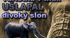 Turistku v Indii ušlapal divoký slon