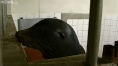 Ústecká zoo v KRIZI! Lachtan Moritz bez bazénu