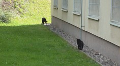 V Česku se přemnožily toulavé kočky. Na Českolipsku je odchytává policie