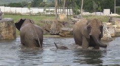 Sloní koupel. První africké slůně v Česku poprvé plavalo
