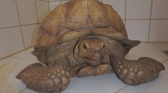 V obci Pořín se zatoulala obří želva, strojvedoucí kvůli ní zastavil vlak