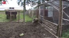 Panu Váňovi se vrátil ukradený Rypáček