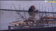 VIDEO: Boj o psí život - záchrana dvou psů ze zaplaveného domu