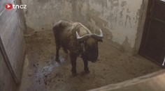 Vzácné zvíře získala děčínská zoo! Podívejte se na něj!