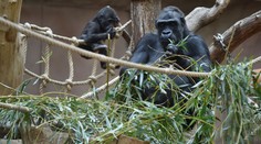 Koronavirus i nadále trápí pražskou zoo. Onemocněly další dvě gorily