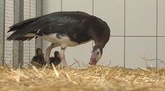 Celý svět závidí české zoo! Jejím úspěchem je agresivní husa