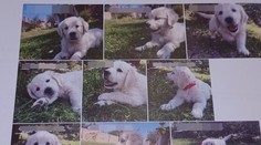 Velký podvod se štěňaty labradorů. Dvojici naletěly stovky lidí