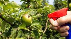 Pesticidy jsou téměř ve všem! V kterých potravinách je jíme nejvíc?