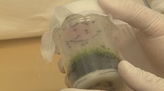 Průlom v léčbě klíšťové encefalitidy! Čeští vědci možná našli lék