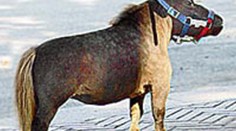 Nejmenší kůň na světě měří jen 43 centimetrů