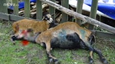Vesnici na Třebíčsku terorizují zuřiví psi, potrhali už několik ovcí