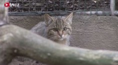 České divoké kočky vypustí na Slovensku. Teď je učí zabíjet