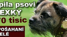 Koupila psovi ROLEXKY za 70 tisíc. Další POŠAHANÍ MAJITELÉ