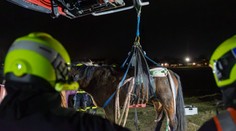Práce všeho druhu. Hasiči zvedli zraněnou kobylu pomocí speciální sítě