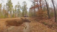 Bizarní video: Cyklistu sestřelil JELEN