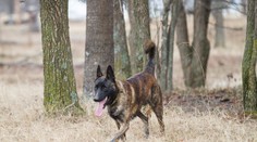 Lovečtí psi utekli myslivcům. V lese roztrhali těhotnou ženu