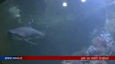 VIDEO: V olomoucké zoo měřili žraloky!