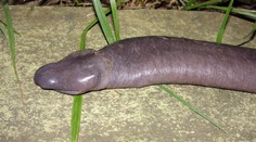 V Brazílii našli hada, který vypadá jako penis