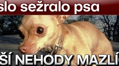 Křeslo sežralo psa. DALŠÍ NEHODY MAZLÍČKŮ