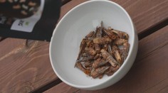 Červi s parmazánem nebo cvrčci v chilli. O jedlý hmyz roste zájem