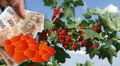 PŘEHLED RYBÍZOVÝCH PLANTÁŽÍ: Podívejte se, kde a za kolik si můžete koupit rybíz