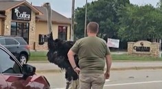 VIDEO: Pštros na útěku zastavil dopravu. Řidiči kuriózní situaci natočili