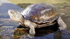 Strážníci "honili" želvu po ulici