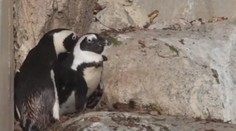 Zvířecí láska v ohrožení! Zoo chce rozdělit homosexuální tučňáky