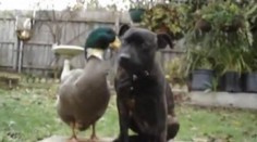 Video: Velká láska kachny a psa