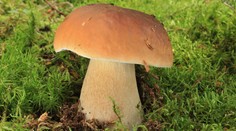 Houbařská sezóna právě vrcholí! Rostou i hřiby. A ne málo!