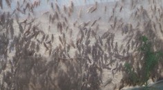 VIDEO: Noční můra, nebo zlatý důl? Na sarančí farmě pracovat nechcete