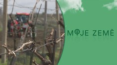 Čeští vinaři častěji pěstují červené víno, je to kvůli změně klimatu