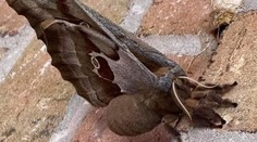 Okřídlená tarantule vyděsila tisíce lidí. Poznáte, o jaký druh jde?