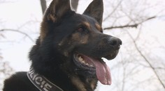 Stařík (99) vyrazil na houby a ztratil se. Policie ho našla i s plným košíkem
