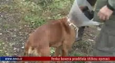VIDEO: Fenka boxera prodělala těžkou operaci dělohy