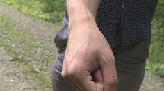 Pozor na dotěrné komáry! Místa, kde se to jimi hemží nejvíce. MAPA