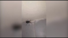Pavouk na videu exploduje. Vylezou z něj stovky malých!
