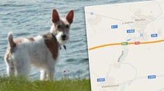 Pomozte najít foxteriéra Oskara (12)! Ztratil se při autonehodě