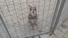 Do útulků míří méně zvířat. Lidé bývají zodpovědnější, říká ředitelka