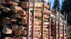 Dřevo je nejlevnější za poslední roky! Experti řekli, kdy zdraží