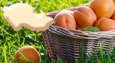 VELKÝ SEZNAM MÍST: Kde teď koupíte ty nejlepší české meruňky? Tady ušetříte až 40 Kč