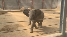 Zlínská zoo představila nový pavilon pro slony. Patří mezi největší na světě