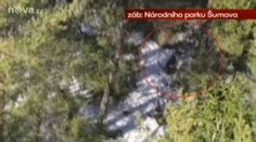Šumavský tým natočil vzácného losa evropského