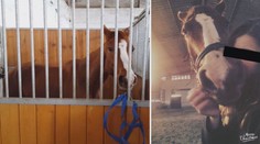Velká tragédie: Pod Luckou (13) se splašil kůň. Dívku smrtelně zranil