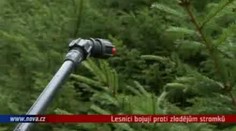 VIDEO: Zloději stromků v akci, lesníci vyhlásili pohotovost