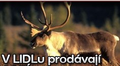 Přijde Santa o saně? V LIDLu prodávají SOBÍ maso