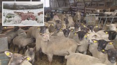 Stáda v ohrožení: Na Náchodsku terorizuje zemědelce vlčí smečka