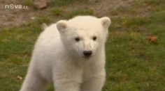 Medvěd Knut přestoupil do zoo za 11 milionů. Berlín jásá