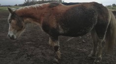U Domažlic asi otrávili koně. Jeden zemřel, dva měli vážné potíže