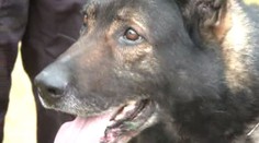 Travič jim otrávil psa jedem na krysy. Přežil, ale praská mu kůže